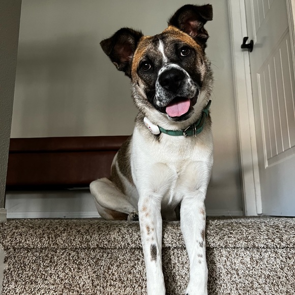 Meet your Posher, Amber - Picture 7 of 7